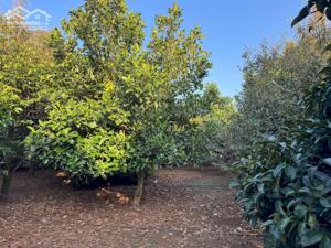  775 TRIỆU – ĐẤT FULL THỔ CƯ BÀU HÀM 2