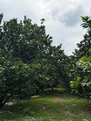 đất vườn bưởi bàu bàng tphcm sát quốc lộ 13