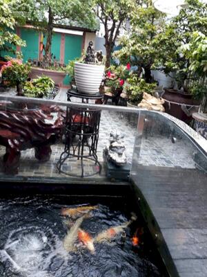 NHÀ SANG XỊN MỊN RỘNG CÓ CÂY MAI TỶ ĐỒNG GÒ VẤP 240M2 GIÁ 14.5 TỲ