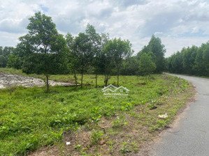 bán đất 8000m2 tại đường 328, hòa bình, xuyên mộc, bà rịa vũng tàu, giá siêu hời 500tr/ sào