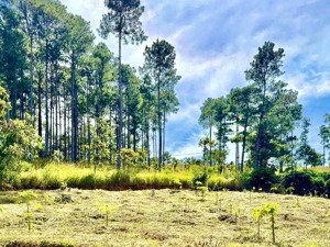 đất 2 mặt tiền đường, giáp đà lạt, view rừng thông siêu đẹp - 980 triệu sổ hồng riêng