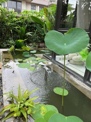 biệt thự full nội thất khu chuyên gia cho thuê tốt sổ hồng 9 tỷ