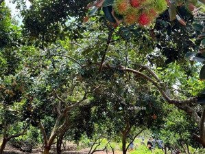 cạnh dầu giây đồng nai chủ kẹt tiền bán gấp vườn cây ăn trái lâu năm