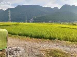  BÁN ĐẤT TẠI PHÚ CƯỜNG – TÂN LẠC – HÒA BÌNH 