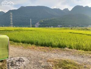 : BÁN ĐẤT TẠI PHÚ CƯỜNG – TÂN LẠC – HÒA BÌNH 