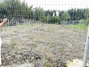 cần bán 377m2 đất trồng cây lâu năm đường liên ấp 2-3, xã hiệp phước, nhà bè giá 750 triệu