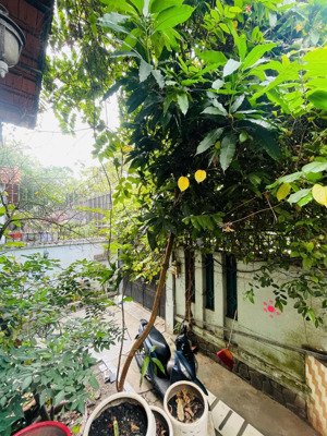 biệt thự kdc đồng diều không gian sống riêng tư giữa lòng quận 8