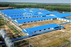 bán trại heo nái 2400 con đang cho emivest thuê 825tr/tháng. hđ ký 15 năm