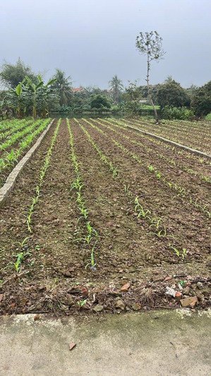 rẻ nhất huyện phù cừ hơn 800tr sở hữu 146,7m2 tại tân tiên phù cư hưng yên