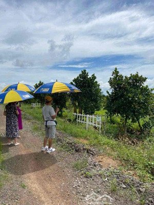 sở hữu đất vườn có sẵn cây ăn trái 1000m² chỉ 690 tr, gần kcn định quán, view hồ trị an