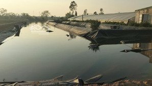 cần chuyển nhượng trang trại tôm 32000m2 tại nga sơn, thanh hóa, giá tl, lh 4