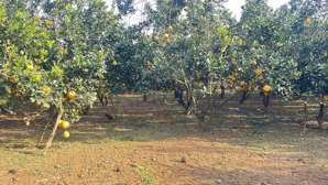 bán đất - tặng vị trí đẹp-tiềm năng- gần khu đô thị & dịch vụ 530ha-yên thủy .hoà bình