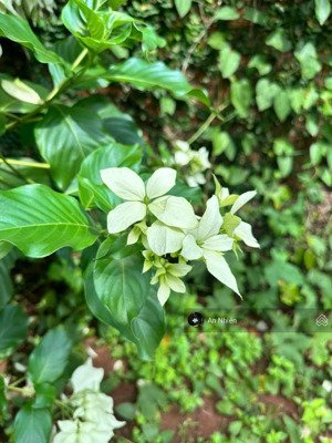 cần bán gấp vườn thổ cư, định quán, giá 900 triệu/1000m2, sổ hồng riêng, ngân hàng hỗ trợ vay