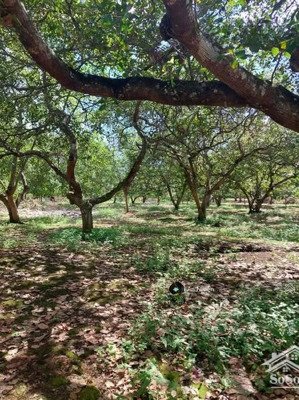 cần ra gấp vườn 1.800m² cạnh long khánh giá chỉ 1,05ty/1000m2, chủ đi định cư nước ngoài