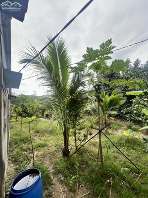 bán đất có thổ cư 1,2 hecta sẵn vườn Bưởi, Sầu Riêng đã cho thu xã Khánh Phú, Khánh Vĩnh