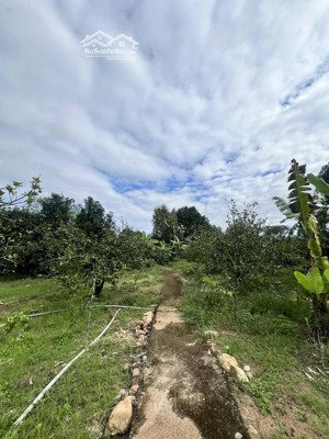 bán vườn bưởi , sầu riêng 1,2 hecta có thổ cư xã khánh phú, khánh vĩnh lh 