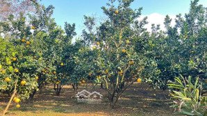 tìm đâu ra đất full thổ cư, mặt tiền 22m, lưng tựa núi giá chỉ hơn 1tỷ. tại yên thủy, hoà bình