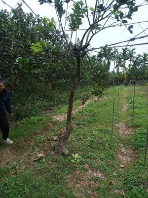 bán đất tây làng yên mỹ gần hồ câu 505m2 giá nhỉnh nhẹ 5triệu/m2, đường rộng 4m vườn cực chill