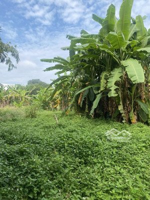 kẹt tiền gia đình cần bán trước tết khu đất hiếm giá tốt tại dĩ an bình dương