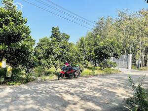 CHÍNH CHỦ CẦN SANG LẠI NỀN ĐẤT 6X40=240M2 THỔ CƯ CÓ SẴN VƯỜN MÍT ĐỈ DÂN CƯ HIỆN HỮU SÁT CHỢ GIÁ 680 TRIỆU