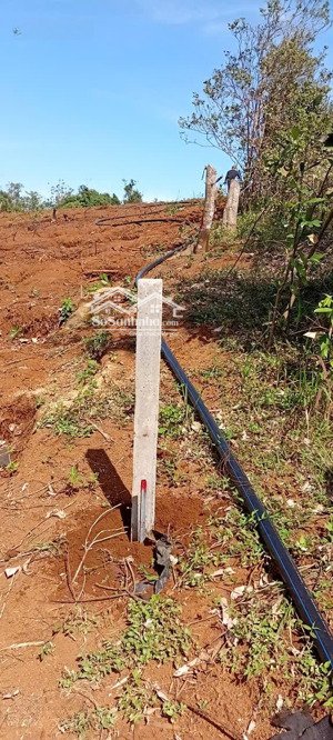 bán đất rẫy, có sổ, giá rẻ 675tr/5300m2