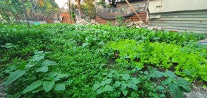 bán vườn sinh thái bình minh cửa ngõ hà đông 603m2 đường ô tô tải vào đất, 2 mặt tiền trước sau