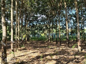 3800m2 cao su 2 mặt tiền lộc thuận, lộc ninh, bình phước (cũ)