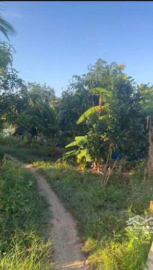 vườn giá rẻ bán gấp lắm hơn 1,5hec ninh thân, ninh hoà đường ô tô có 800 cây ăn trái, sổ sẵn