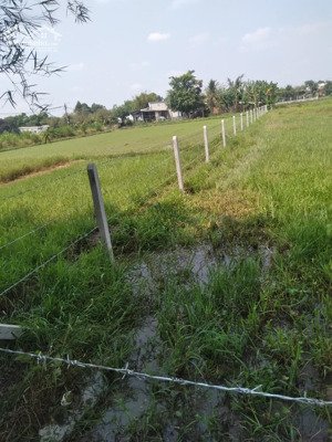 bán đất vườn đường võ thị thuẫn, xã phước thạnh, củ chi, tp. hcm cách đường xe hơi 30m