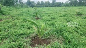 bán đất đẹp tại bảo bình, cẩm mỹ, đồng nai, 4,5 tỷ, gần 3000m2