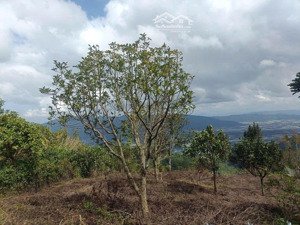 đất biệt thự trên đồi cao, dt 370m2 full thổ cư, view thông đẹp, đường nhựa ô tô. giá 2.7 tỷ