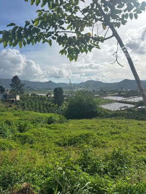 chỉ với 390tr bạn đã sở hữu lô đất ngay trung tâm xã xã pró, quảng lập ( mới ) lâm đồng giá 390tr