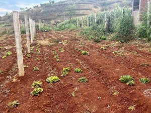 bán đất thế dương đạ ròn (đơn dương mới) 216m² gần ql27 giá 750 triệu