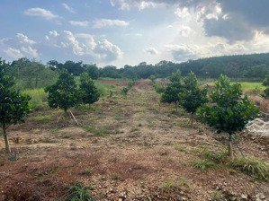 260tr công chứng vườn mít đỏ, sapoche gần chợ tân lợi - đồng nai. chủ chăm miễn phí 2 tháng