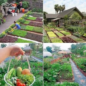 Đất trồng cây 2 mặt tiền đường lớn rẻ đẹp 520 triệu/422m2