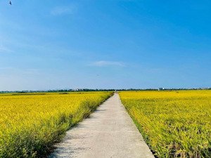 bán đất view lúa tại cẩm thanh, hội an, quảng nam, ngang 10m