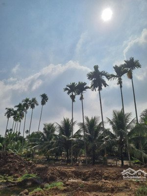 mua đất, tặng nhà- bến tre cũ- đất vườn 3.658 m2- 9,x tỷ