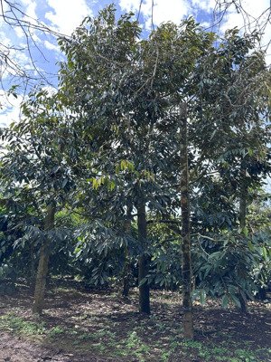 đất rẫy gần 1ha , 205 cây sầu, xen cà phê, tất cả đều ăn chính . giá 4tỷ