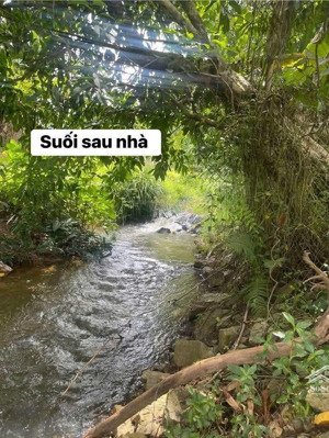 đất xây nhà vườn nghỉ dưỡng 1100m2 có 400m2 đất ở giáp suối ngang rộng rãi 52m