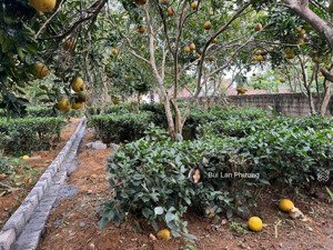 hàng hiếm nằm ở trục chính chóng mặt đường rộng 205m full thổ cư.