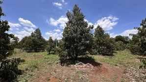 vườn sầu riêng 6000m2, có sẵn nhà cấp 4 và 300m thổ cư. dân cư đông. đường thông. vườn 6 năm tuổi