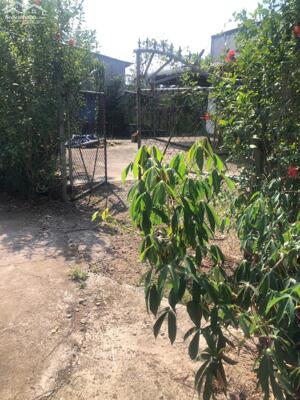 Cần bán đất vườn thổ cư