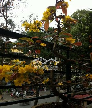 bán nhà phố nguyễn thượng hiền