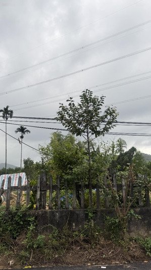 bán đất đẹp tại xã hòa phú, hòa vang, đà nẵng, 1,35 tỷ, 147,2 m2