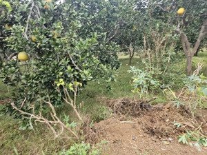 bán 100m² thổ cư tại trại láng, cổ đông. giá nhỉnh 3 tỷ , đường đi thông thoáng.