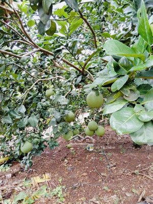 tôi cần sang lại vườn bưởi 3.455m2 xã bàu hàm, trảng bom, đồng nai. lh: 
