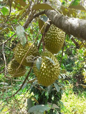 bán 5 lô đất thổ cư nằm trong khu dân cư hiện hữu, vị trí ngay khu vực ngã tư dầu giây sổ sẵn