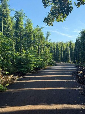 bán vườn tiêu 1200m2 đường nhựa sát dân cư