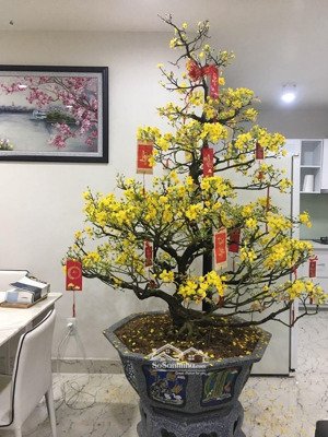 chủ nhà bán căn góc cc the useful q.tb. dt 60m2 2p. giá 2,1 tỷ. lh 