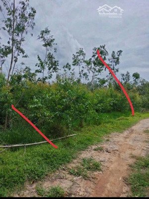 bán đất rừng 15200m2 tại mỹ thạnh tây, đức huệ, long an, giá cực chất 12,8 tỷ